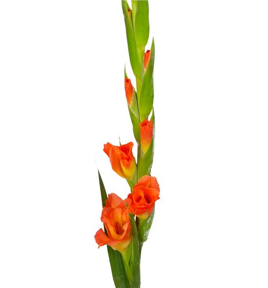 Gladiolo naranja - GLANAR