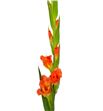 Gladiolo naranja - GLANAR