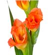 Gladiolo naranja - GLANAR1