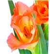 Gladiolo naranja - GLANAR2