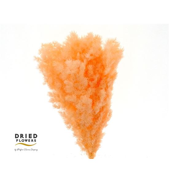 Dried miroclaudio preservado naranja - DRIMIRPRENAR