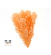 Dried miroclaudio preservado naranja - DRIMIRPRENAR