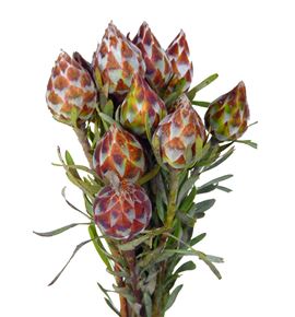 Kaaps plumosum 40 - KAAPLU