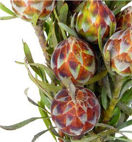 Kaaps plumosum 40 - KAAPLU