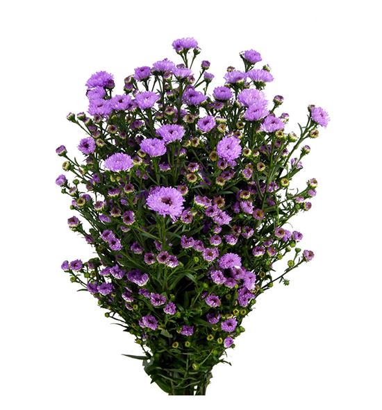 Aster double date pink 80 - ASTDOUDATPIN