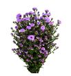 Aster double date pink 80 - ASTDOUDATPIN