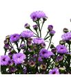 Aster double date pink 80 - ASTDOUDATPIN1