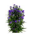 Aster olivia 80 - ASTOLI