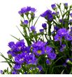 Aster olivia 80 - ASTOLI1