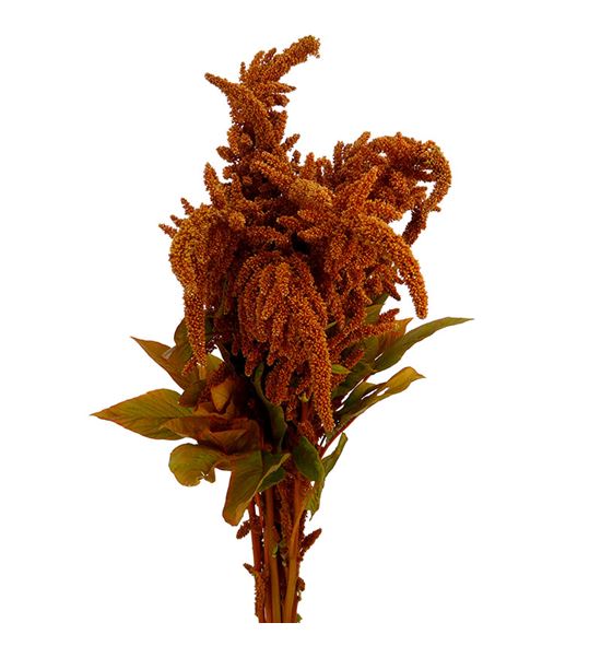 Amaranthus hot biscuit 80 - AMAHOTBIS