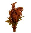 Amaranthus hot biscuit 80 - AMAHOTBIS