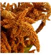 Amaranthus hot biscuit 80 - AMAHOTBIS1