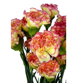 Clavel fancy amarillo/rosa x25 - CLACOLAMAROS