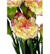Clavel fancy amarillo/rosa x25 - CLACOLAMAROS2