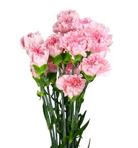 Clavel fancy rosa x25 - CLACOLROS