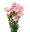 Clavel fancy rosa x25 - CLACOLROS