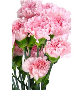Clavel fancy rosa x25 - CLACOLROS