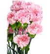Clavel fancy rosa x25 - CLACOLROS1