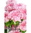 Clavel fancy rosa x25 - CLACOLROS2