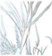 Grevillea blanca - GREBLA1