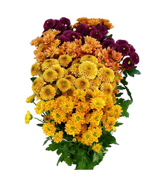 Cr santini mixto herfst 55 - CRSMIXHER