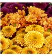 Cr santini mixto herfst 55 - CRSMIXHER1