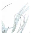 Grevillea blanca - GREBLA2