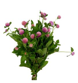 Gomph pink 45 - GOMPIN