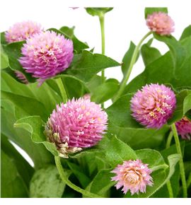 Gomph pink 45 - GOMPIN