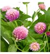 Gomph pink 45 - GOMPIN1