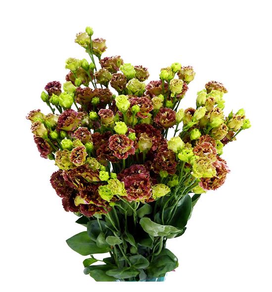 Lisianthus rosanne terracotta 75 - LISROSTER