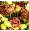 Lisianthus rosanne terracotta 75 - LISROSTER1