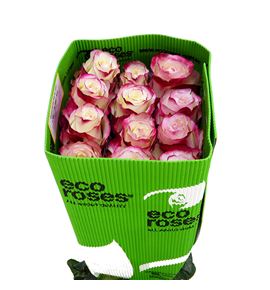 Rosa ecu sweetness 60 - RESWE