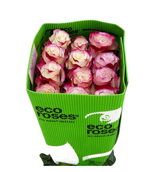 Rosa ecu sweetness 60 - RESWE