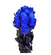 Rosa hol. athena azul 70 - RGRATHAZU