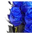 Rosa hol. athena azul 70 - RGRATHAZU1