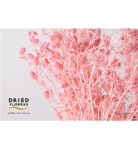 Dried eryng preservado light rosa - DRIERYPREROSCLA