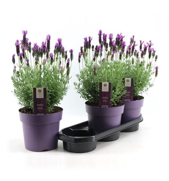 Pl. lavanda anouk 40cm x3 - LAVANO31940