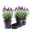 Pl. lavanda anouk 40cm x3 - LAVANO31940