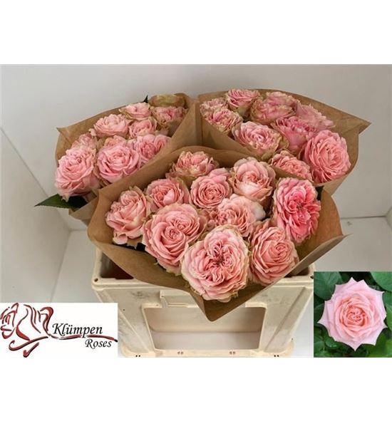 Rosa hol country spirit coral 60 - RGRCOUSPICOR