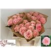 Rosa hol country spirit coral 60 - RGRCOUSPICOR