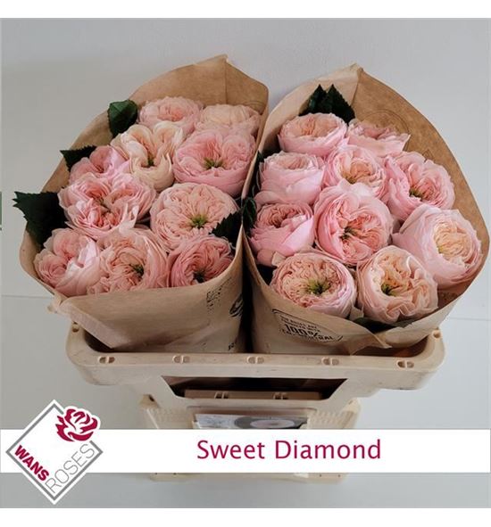 Rosa hol sweet diamond 50 - RGRSWEDIA