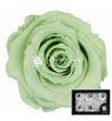 Rosa preservada green 04 l 6 unid - ROSPREGRE604L