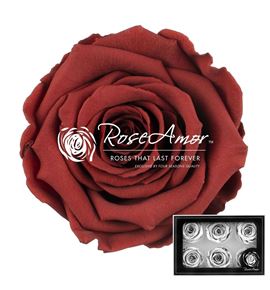 Rosa preservada grp 01 xl 6 unid - ROSPREGRP601L