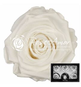 Rosa preservada white 01 l 6 unid - ROSPREWHI601L