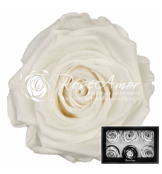 Rosa preservada white 01 l 6 unid - ROSPREWHI601L
