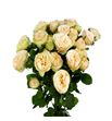 Rs ramificada gentle trenssetter 60 - RTRGENTRE