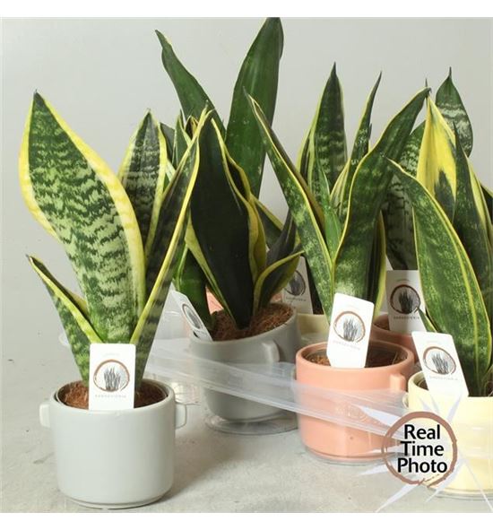 Pl. sanseveria diverso 30cm x8 - SANDIV81130