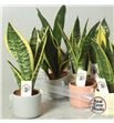 Pl. sanseveria diverso 30cm x8 - SANDIV81130