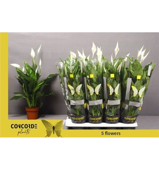 Pl. spathiphyllum sweet ricardo 60cm x8 - SPASWERIC81360